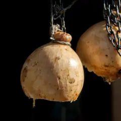Forme di caciocavallo appese a catene. La forma a pera e il modo di legatura spiegano perchè si chiama caciocavallo.