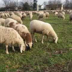 Un gregge di pecore pascola in un prato verde, un'immagine che evoca il significato della transumanza, un antico rito di spostamento stagionale.