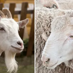 Confronto tra ovini e caprini: la capra ha la barba, l'ariete corna a spirale.