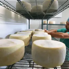 Formaggi senza caglio in maturazione su scaffali metallici, un casaro con cuffia controlla le forme.