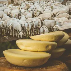 Un gregge di pecore bianche pascola, mostrando cosa mangiano le pecore: il loro latte si trasforma in formaggi gialli impilati.