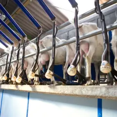 Una moderna sala mungitura pecore con animali in fila, collegati a macchinari automatici per la raccolta del latte.