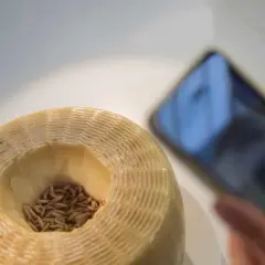 Formaggio con vermi, un metodo tradizionale per capire come si fa il formaggio con i vermi. Uno smartphone documenta il processo.