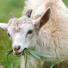 Un maschio della capra dal pelo chiaro mangia erba fresca in un prato verde.