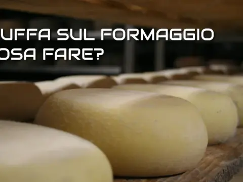 Perché il formaggio in frigo fa la muffa? Cause e rimedi
