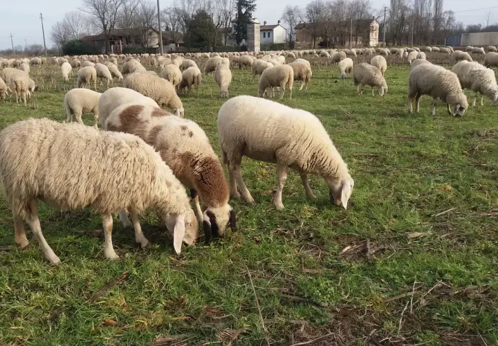 Un gregge di pecore pascola in un prato verde, un'immagine che evoca il significato della transumanza, un antico rito di spostamento stagionale.