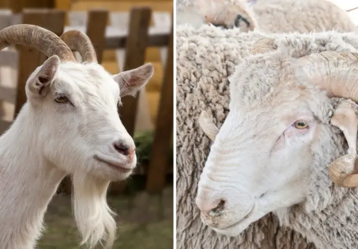 Confronto tra ovini e caprini: la capra ha la barba, l'ariete corna a spirale.