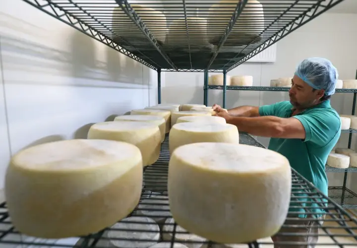 Formaggi senza caglio in maturazione su scaffali metallici, un casaro con cuffia controlla le forme.
