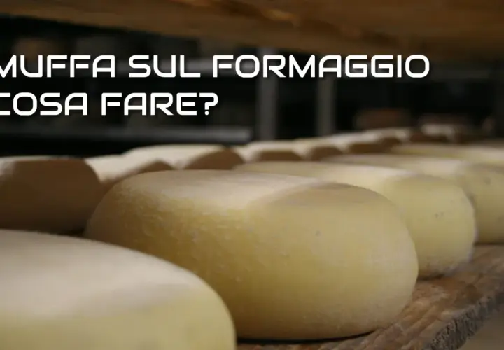 Formaggi in stagionatura. Scopri perché il formaggio in frigo fa la muffa e come evitarlo.