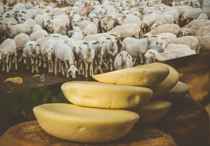 Un gregge di pecore bianche pascola, mostrando cosa mangiano le pecore: il loro latte si trasforma in formaggi gialli impilati.