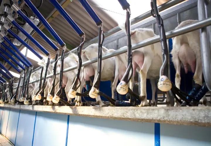 Una moderna sala mungitura pecore con animali in fila, collegati a macchinari automatici per la raccolta del latte.