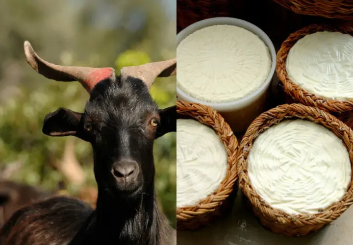 Primo piano di una capra nera con corna rosse, accanto a formaggi freschi di capre francesi in cesti di vimini.