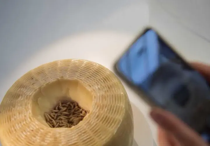 Formaggio con vermi, un metodo tradizionale per capire come si fa il formaggio con i vermi. Uno smartphone documenta il processo.