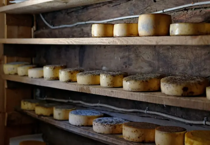 Formaggi sottovuoto di varie dimensioni e stagionature riposano su scaffali di legno grezzo, pronti per essere gustati.