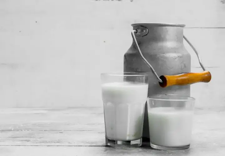 Due bicchieri di latte di pecora, con un vecchio bidone di metallo sullo sfondo. Ideale per chi cerca un'alternativa al latte vaccino, con meno lattosio.