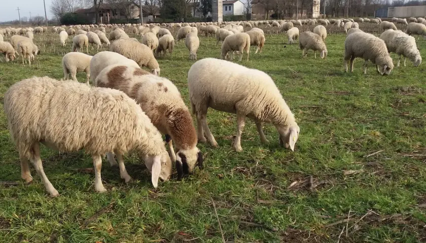 Un gregge di pecore pascola in un prato verde, un'immagine che evoca il significato della transumanza, un antico rito di spostamento stagionale.