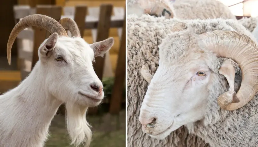 Confronto tra ovini e caprini: la capra ha la barba, l'ariete corna a spirale.