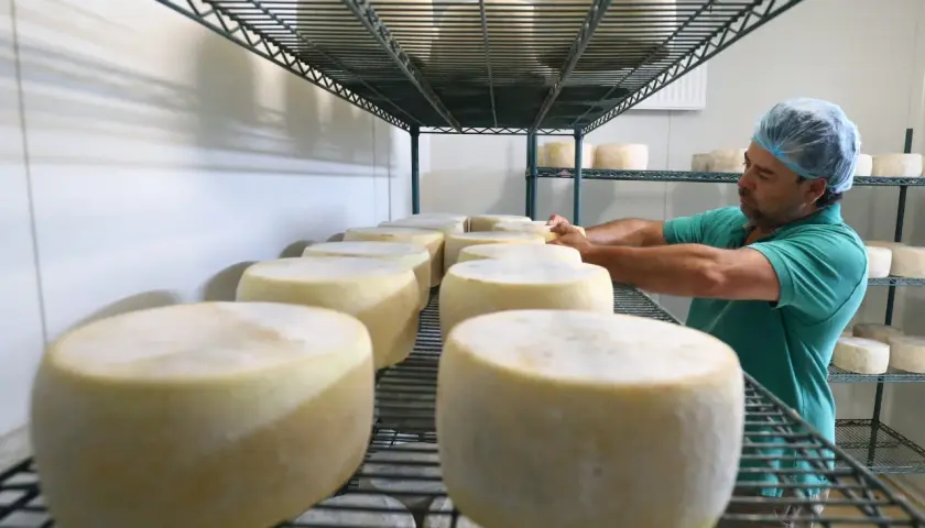 Formaggi senza caglio in maturazione su scaffali metallici, un casaro con cuffia controlla le forme.