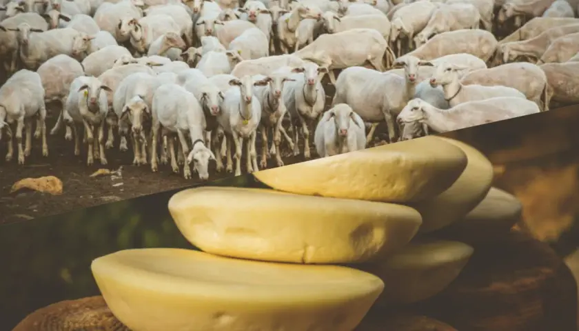 Un gregge di pecore bianche pascola, mostrando cosa mangiano le pecore: il loro latte si trasforma in formaggi gialli impilati.