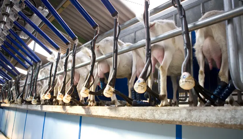 Una moderna sala mungitura pecore con animali in fila, collegati a macchinari automatici per la raccolta del latte.