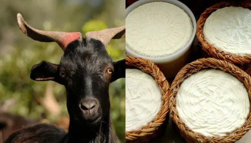 Primo piano di una capra nera con corna rosse, accanto a formaggi freschi di capre francesi in cesti di vimini.