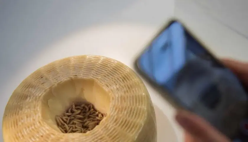 Formaggio con vermi, un metodo tradizionale per capire come si fa il formaggio con i vermi. Uno smartphone documenta il processo.