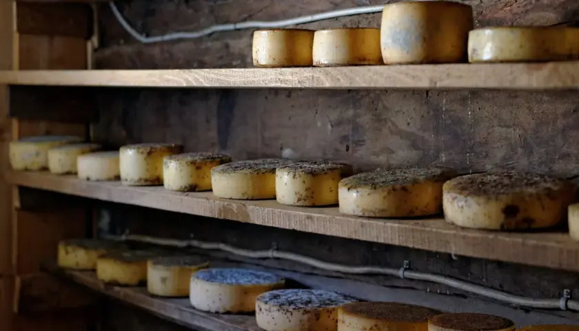 Formaggi sottovuoto di varie dimensioni e stagionature riposano su scaffali di legno grezzo, pronti per essere gustati.