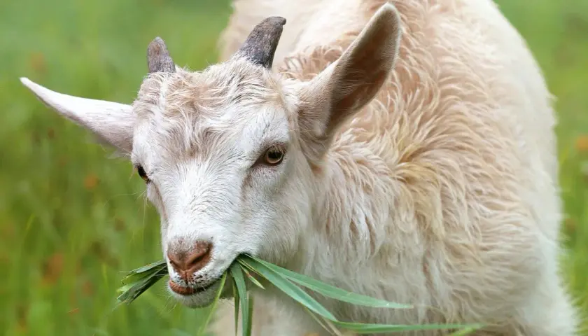 Un maschio della capra dal pelo chiaro mangia erba fresca in un prato verde.
