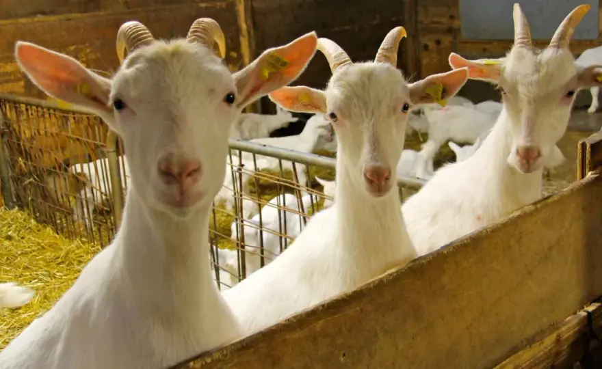 Capra Alpina Francese - Allevamento e formaggio di qualità