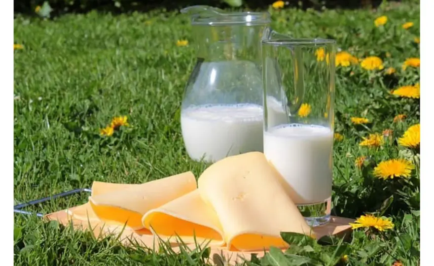 Quale latte usare per fare il formaggio? Guida a resa e qualità