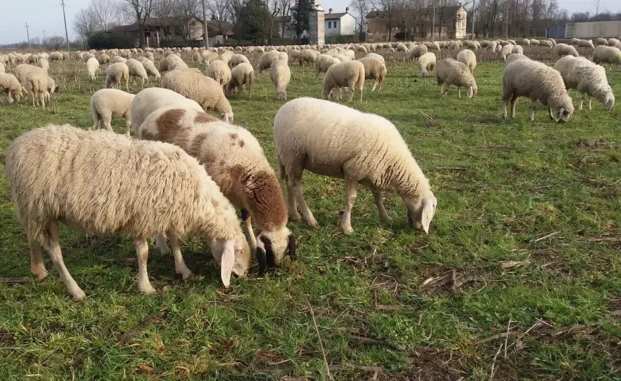 Transumanza e formaggi - La verità sul sapore del pascolo