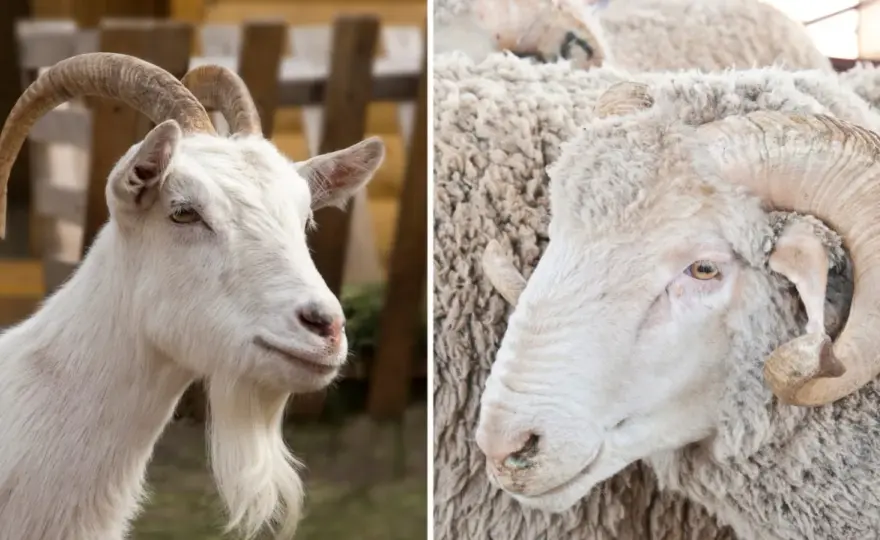 Pecora vs Capra - Le vere differenze in allevamento e formaggi