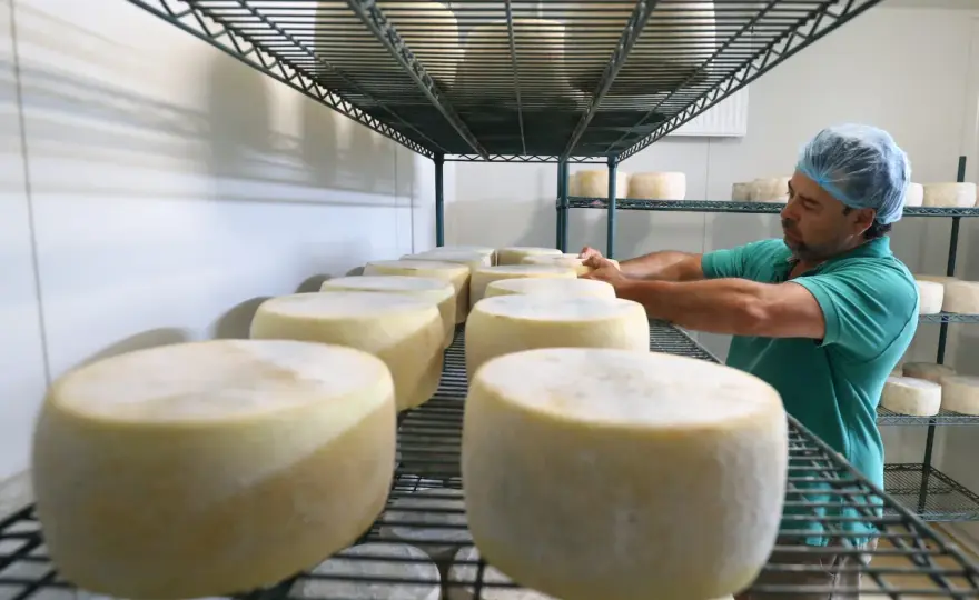Formaggi senza caglio - Guida all'acquisto e all'uso in cucina