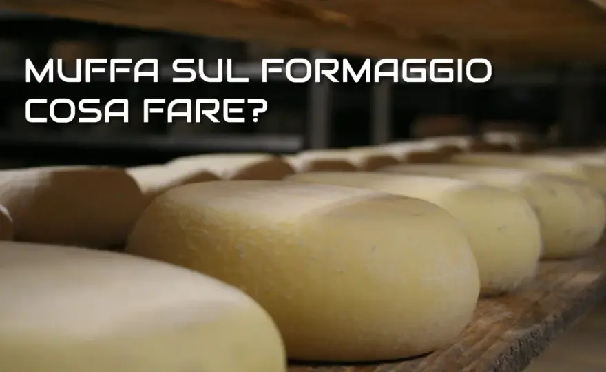 Perché il formaggio in frigo fa la muffa? Cause e rimedi