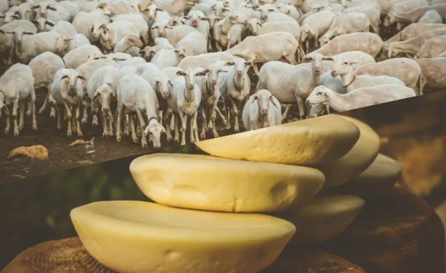 Cosa mangiano le pecore - Guida per latte e allevamento