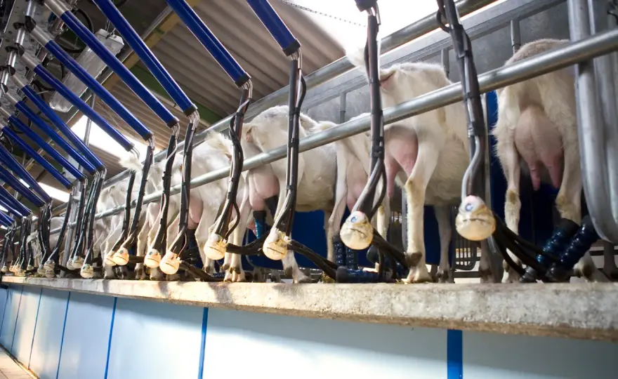 Sala mungitura ovini - Progetta l'impianto perfetto