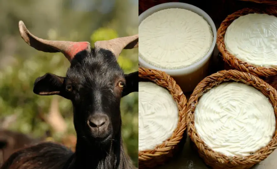 Capre francesi: quale razza per il formaggio perfetto?
