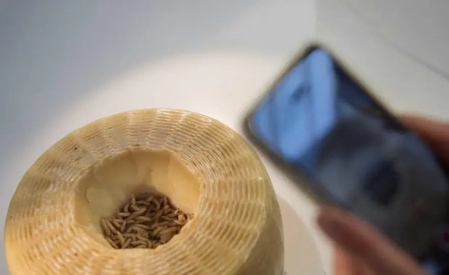 Casu Marzu: come si fa il formaggio con i vermi?