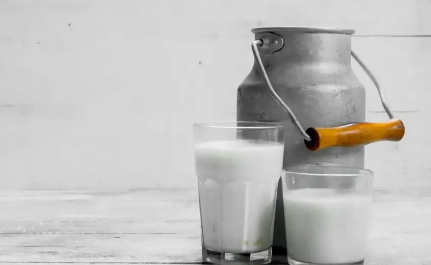Latte di pecora e lattosio - cosa sapere davvero
