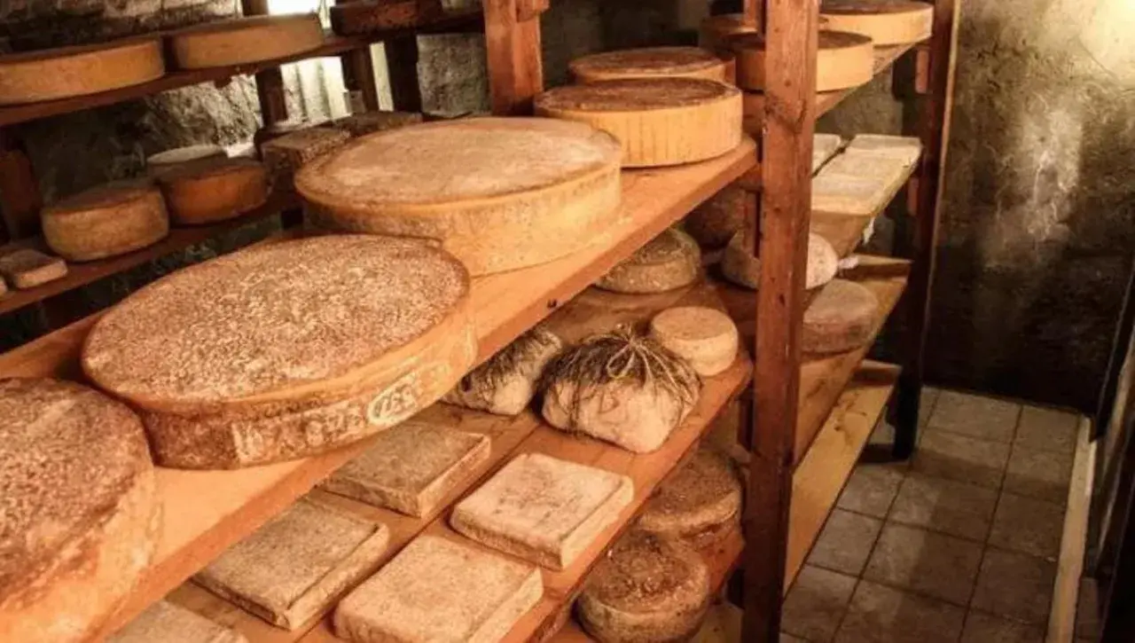 Formaggi stagionati su scaffali di legno, alcuni rotondi, altri rettangolari. Si percepisce la cura nella produzione del latte crudo.