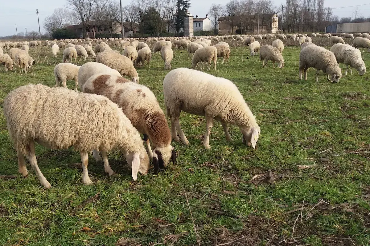 Un gregge di pecore pascola in un prato verde, un'immagine che evoca il significato della transumanza, un antico rito di spostamento stagionale.