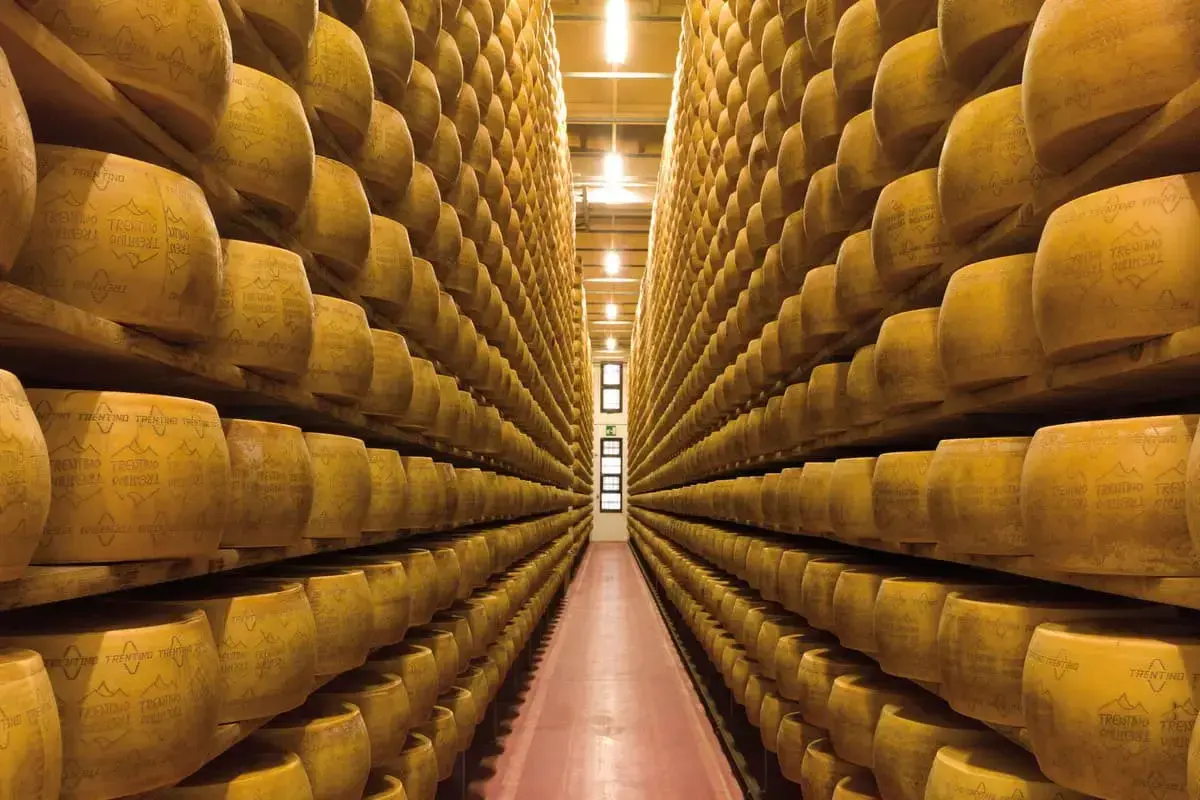 Corridoio infinito di forme di formaggio giallo, in attesa della stagionatura. Un'immagine che evoca sapori e tradizione.
