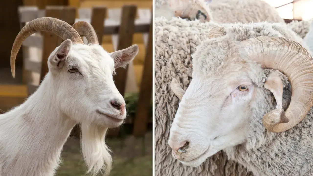 Confronto tra ovini e caprini: la capra ha la barba, l'ariete corna a spirale.
