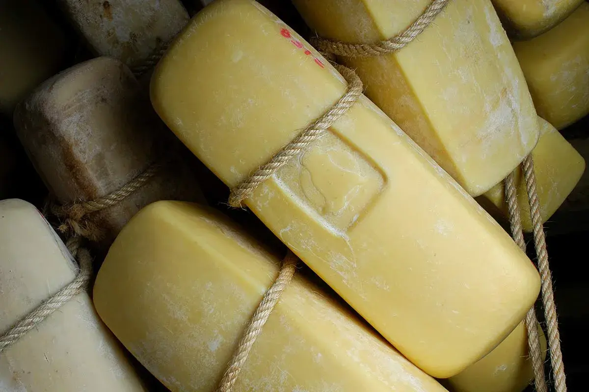 Formaggi siciliani stagionati, legati con corda, pronti per essere gustati.
