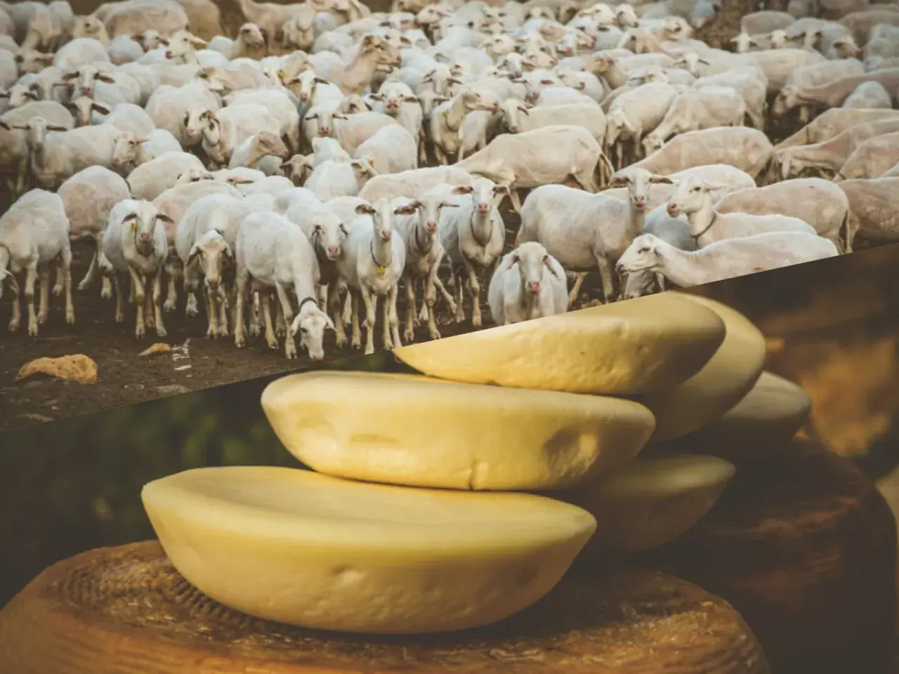 Un gregge di pecore bianche pascola, mostrando cosa mangiano le pecore: il loro latte si trasforma in formaggi gialli impilati.