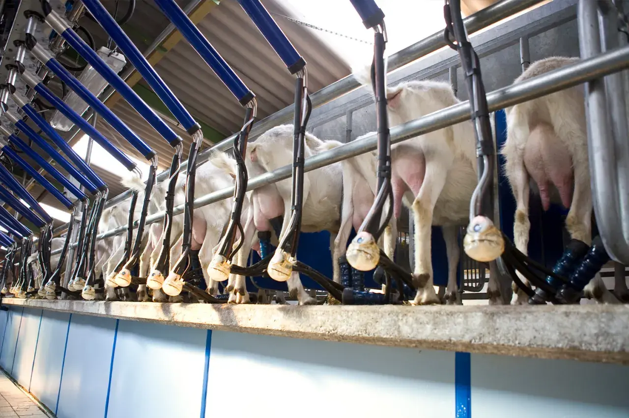 Una moderna sala mungitura pecore con animali in fila, collegati a macchinari automatici per la raccolta del latte.