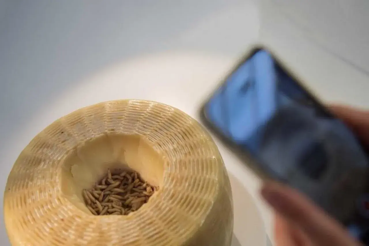 Formaggio con vermi, un metodo tradizionale per capire come si fa il formaggio con i vermi. Uno smartphone documenta il processo.