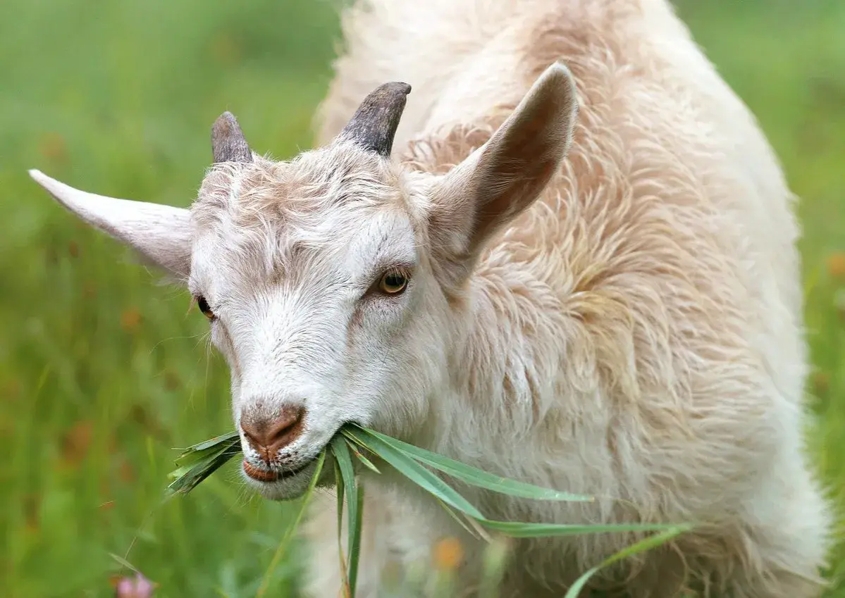 Un maschio della capra dal pelo chiaro mangia erba fresca in un prato verde.