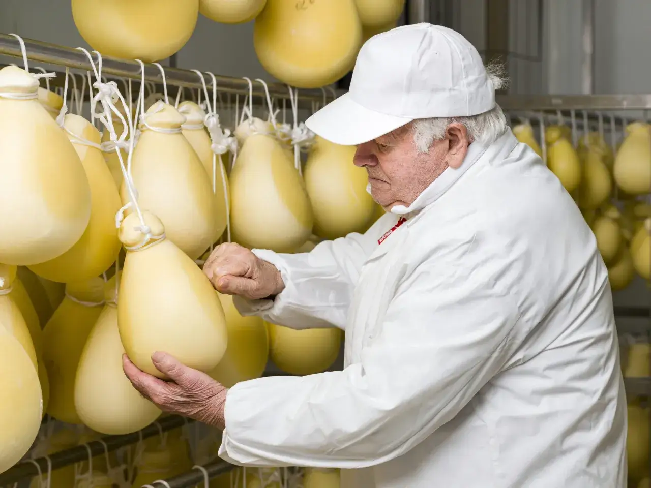 Un casaro esperto controlla la stagionatura di forme di formaggio appese.