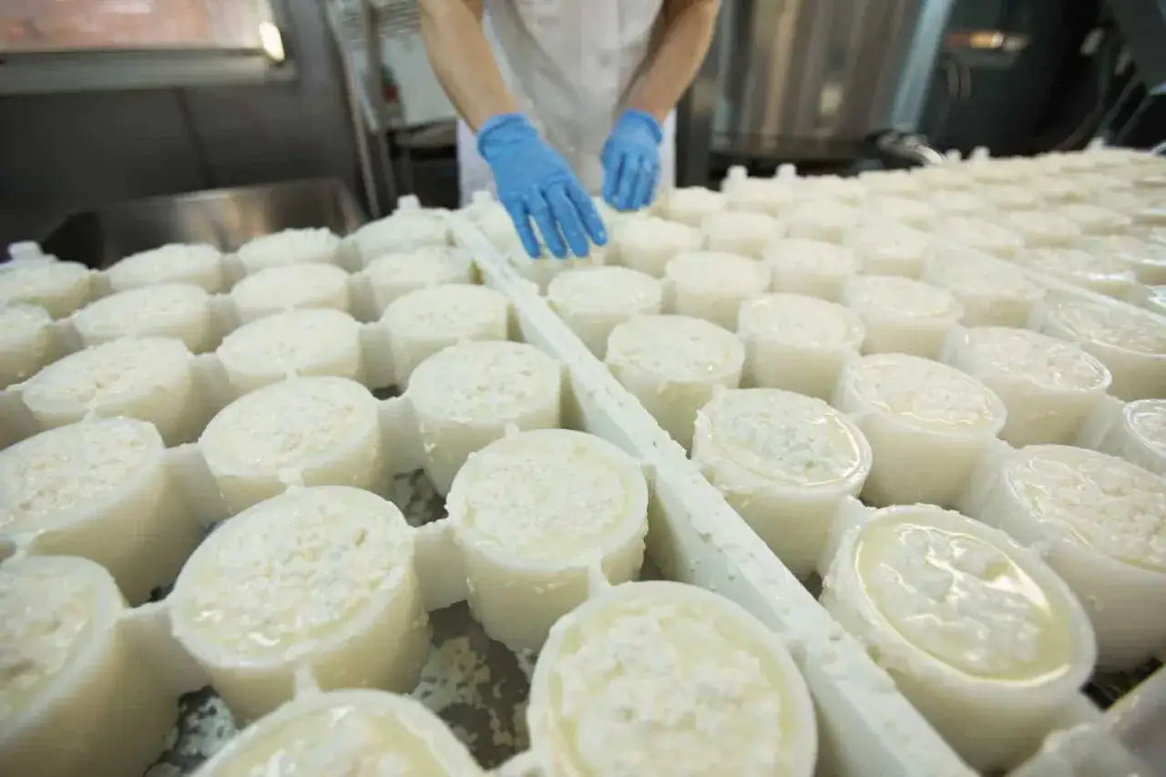 Mani guantate sistemano formaggi freschi in stampi, un passo fondamentale per capire come si fa il pecorino.